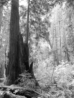 Picture of TREE PATH II