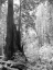 Picture of TREE PATH II