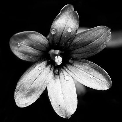 Picture of BLACK AND WHITE BLOOM I