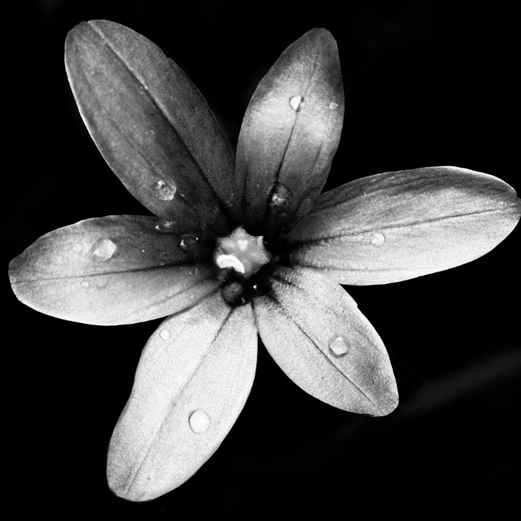 Picture of BLACK AND WHITE BLOOM II