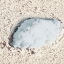 Picture of BLUE CONCH
