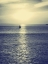 Picture of SAILBOAT AT BLUE SUNSET