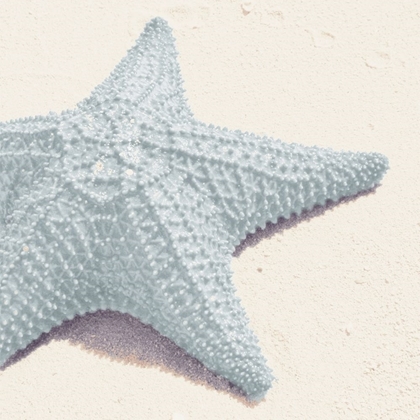 Picture of BLUE STARFISH
