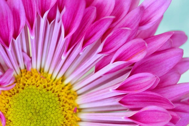 Picture of FUSCHIA BLOOM