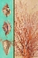Picture of CORAL AND SEA SHELLS I