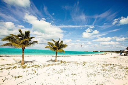 Picture of PALMS AND KITES