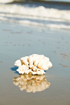 Picture of CORAL REFLECTION