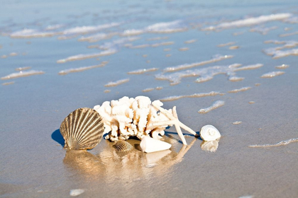 Picture of SEASHELL REFLECTION