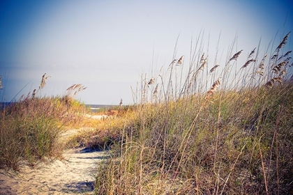 Picture of BEACH GRASS PATH