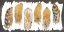 Picture of GOLD WATERCOLOR FEATHERS