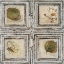 Picture of FLOWERS AND LEAVES II