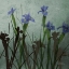 Picture of BLUE IRISES I