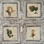 Picture of FLOWERS AND LEAVES I