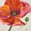 Picture of POPPY FLOWER II