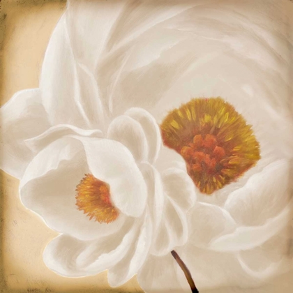 Picture of WHITE PEONIES II