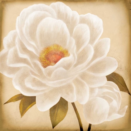 Picture of WHITE PEONIES I