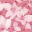Picture of BLOOMING PINK WHISPERS II