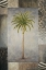 Picture of SUN PALM II