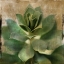 Picture of SUCCULENT I