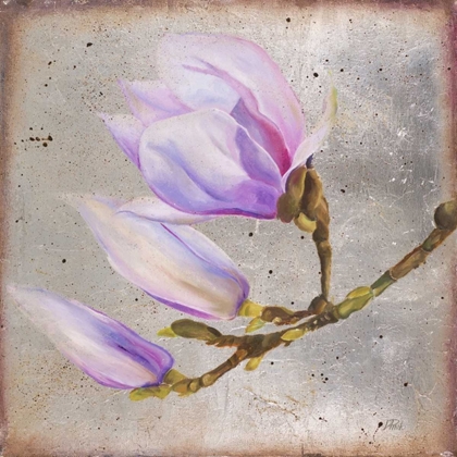 Picture of MAGNOLIA ON SILVER LEAF I