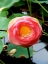 Picture of RED LOTUS II