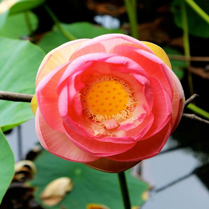 Picture of RED LOTUS I