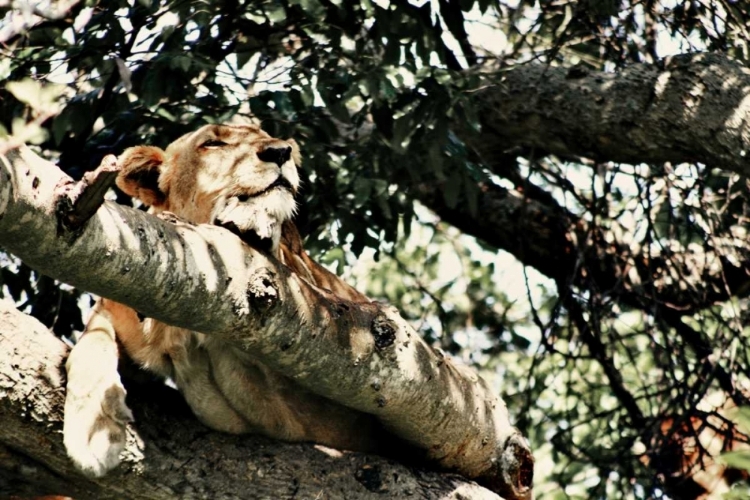 Picture of LION TREE