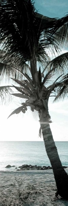 Picture of COOL BIMINI PALM I