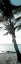 Picture of COOL BIMINI PALM I