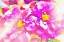Picture of MAGICAL GARDEN