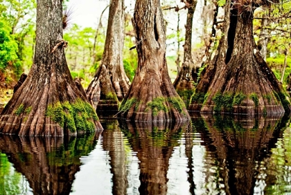 Picture of TREE STUMPS