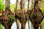 Picture of TREE STUMPS