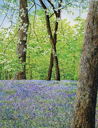 Picture of BLUE BELLS