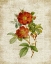 Picture of ROSES ON NEWSPRINT II