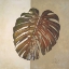 Picture of TWO TONE BALAZO I
