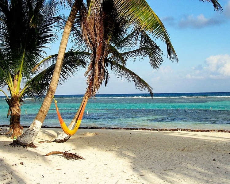 Picture of HAMMOCK PARADISE