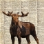 Picture of COUNTRY MOOSE I