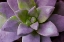 Picture of PURPLE SUCCULENT I