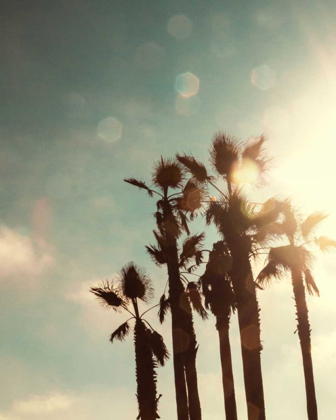 Picture of PALMS IN THE SUN