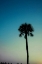 Picture of PALM SOLO