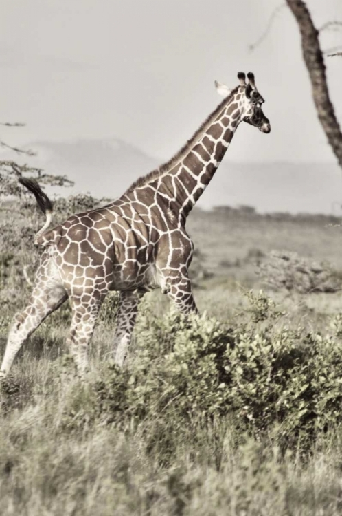 Picture of SEPIA GIRAFFE