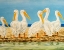 Picture of COASTAL FLOCK II