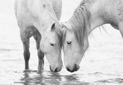 Picture of WHITE WATER HORSES