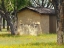 Picture of COUNTRY MEADOW I