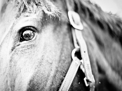 Picture of HORSEBACK RIDING I