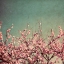 Picture of SPRINGTIME II