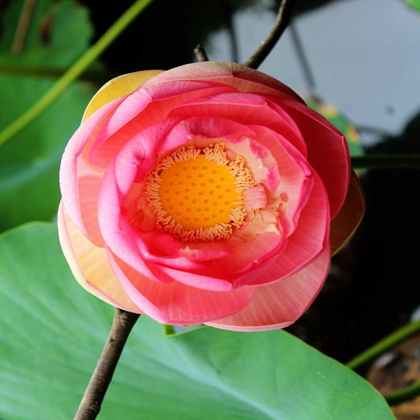 Picture of RED LOTUS II