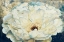 Picture of ZUZU PEONY OF NAVY AND GOLD