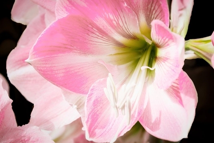 Picture of SOFT PETALS