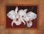 Picture of WHITE ORCHIDS